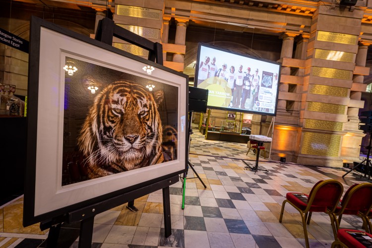 showing impressive photo of a tiger and event chairs, screen etc.
