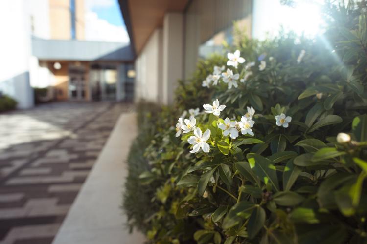 Front entrance of the Anne Rowling Clinic, with the focus on a Choisya ternata flower; a white with flower orange blossoms