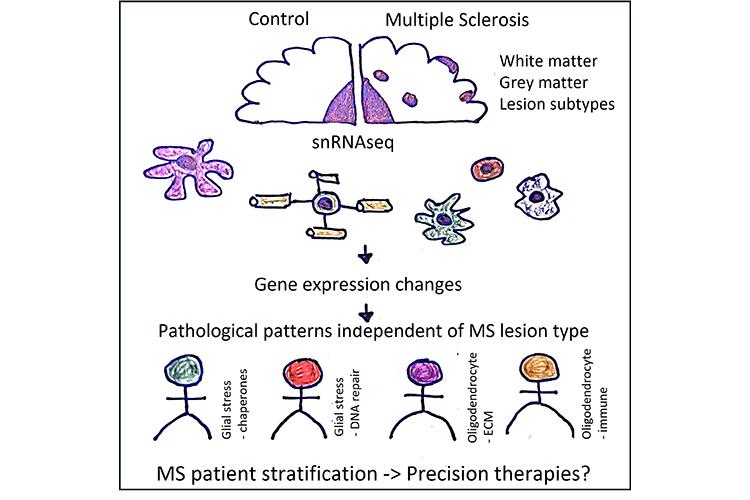 graphical abstract with illustrations depicting the primary findings of the publication