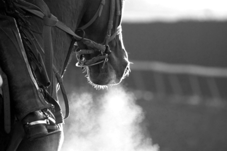 Black and white picture of a racehorse on a cold day