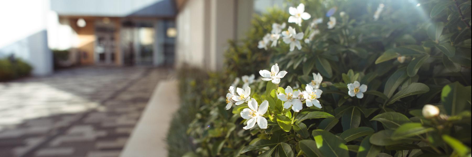 Front entrance of the Anne Rowling Clinic, with the focus on a Choisya ternata flower; a white with flower orange blossoms