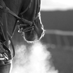 Black and white picture of a racehorse on a cold day